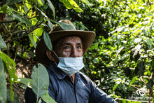 Load image into Gallery viewer, ** SOLD OUT **  Guatemala Huehuetenango
