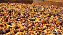 Load image into Gallery viewer, Guatemala Antiguan Amorosa (Honey Processed) ** NEW **
