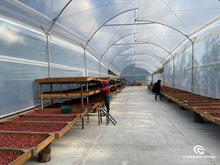 Load image into Gallery viewer, ** SOLD OUT **  Guatemala Antiguan Amorosa (Honey Processed)
