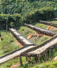 Load image into Gallery viewer, Sold Out….. Kenya Nyeri Muthewati AA - Limited Edition ** NEW **
