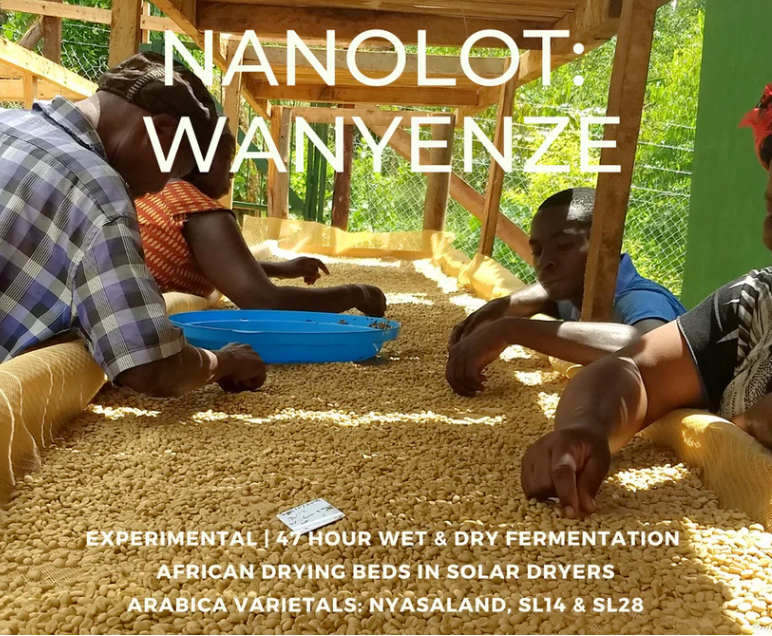 Uganda Sironko - Wet & Dry Fermentation - Wanyenze Lot 19 ** NEW **